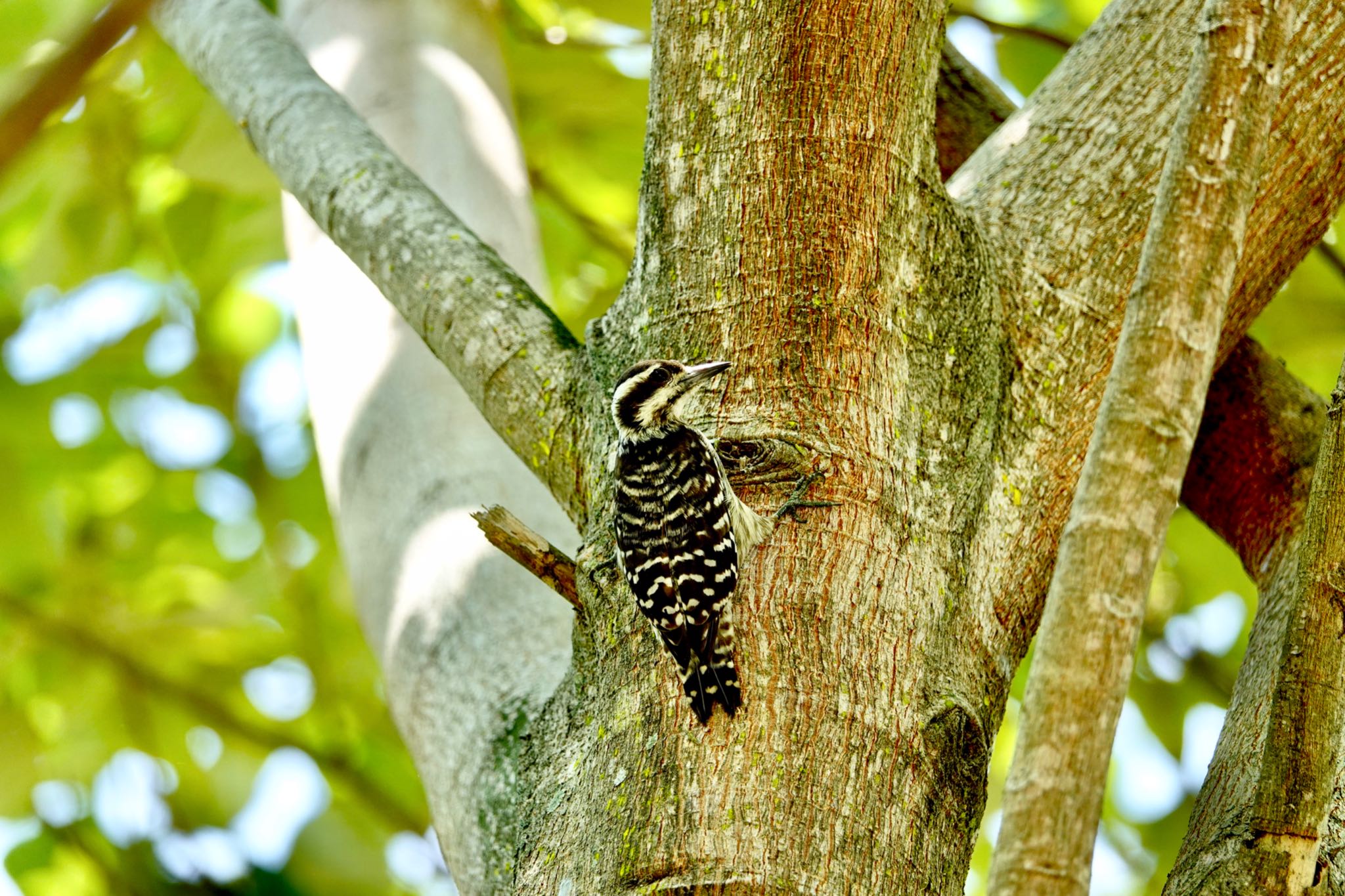 Sunda Pygmy Woodpecker