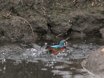 カワセミ 境川遊水地公園 2020年1月26日(日)