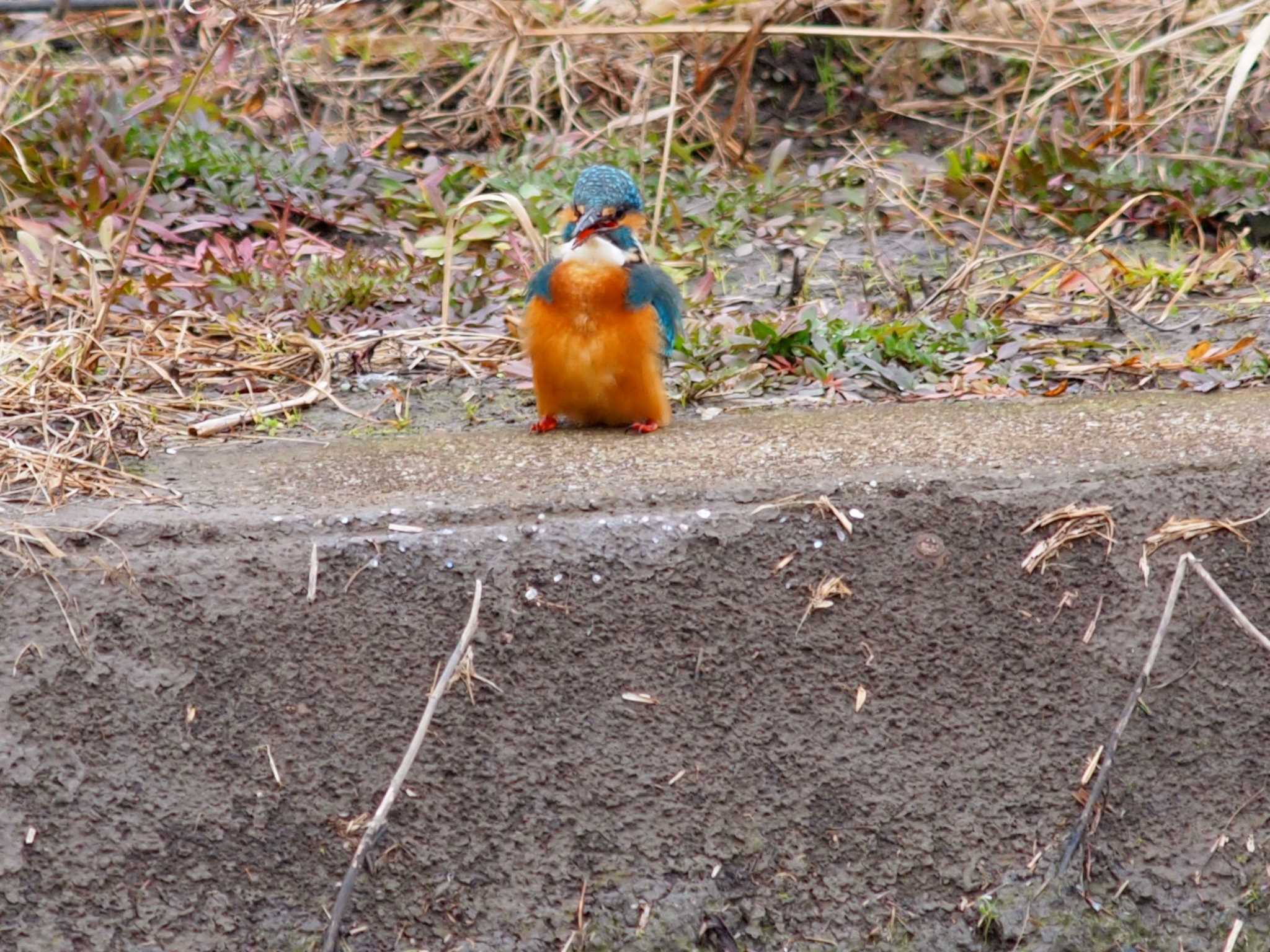 カワセミ