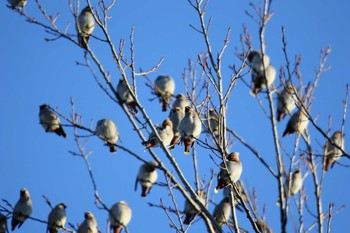 Bohemian Waxwing Unknown Spots Sun, 1/26/2020