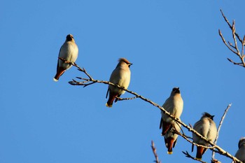 Bohemian Waxwing Unknown Spots Sun, 1/26/2020