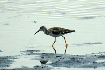 Common Redshank 東京都 Sat, 9/22/2018