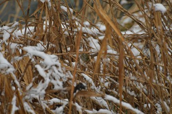 Japanese Bush Warbler 神奈川県松田町寄 Sun, 1/26/2020