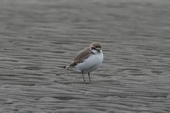 シロチドリ ふなばし三番瀬海浜公園 2020年1月25日(土)