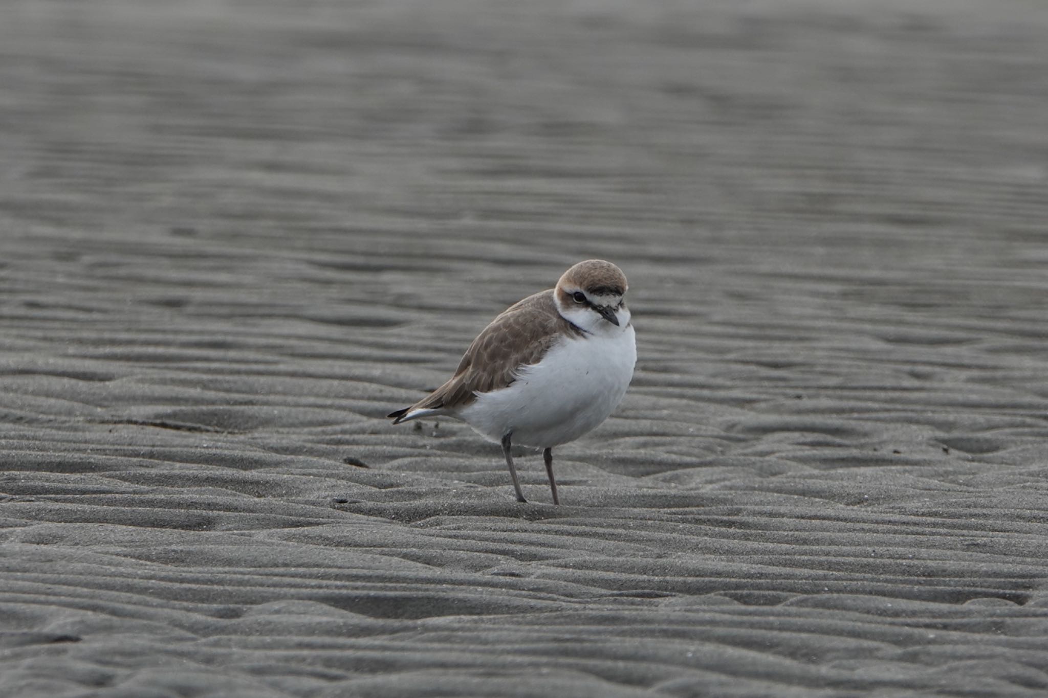 Kentish Plover