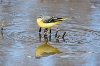 Sun, 1/26/2020 Birding report at Kitamoto Nature Observation Park