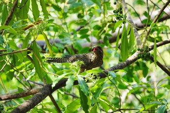 Asian Koel Gardens by the Bay (Singapore) Sun, 12/1/2019