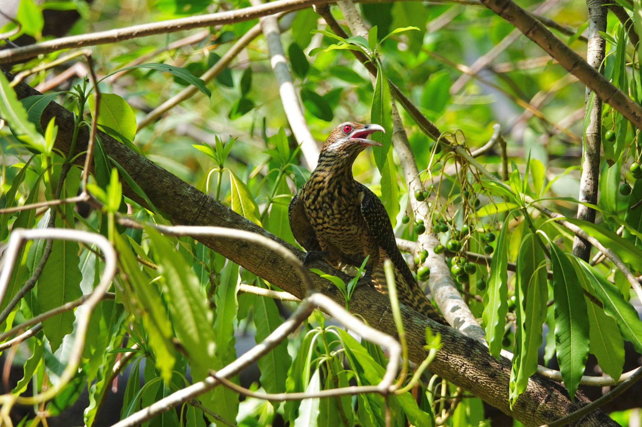 Photo of Asian Koel at Gardens by the Bay (Singapore) by のどか