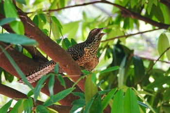 Asian Koel