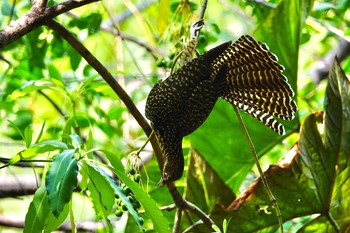 Asian Koel Gardens by the Bay (Singapore) Sun, 12/1/2019