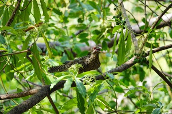 Asian Koel Gardens by the Bay (Singapore) Sun, 12/1/2019