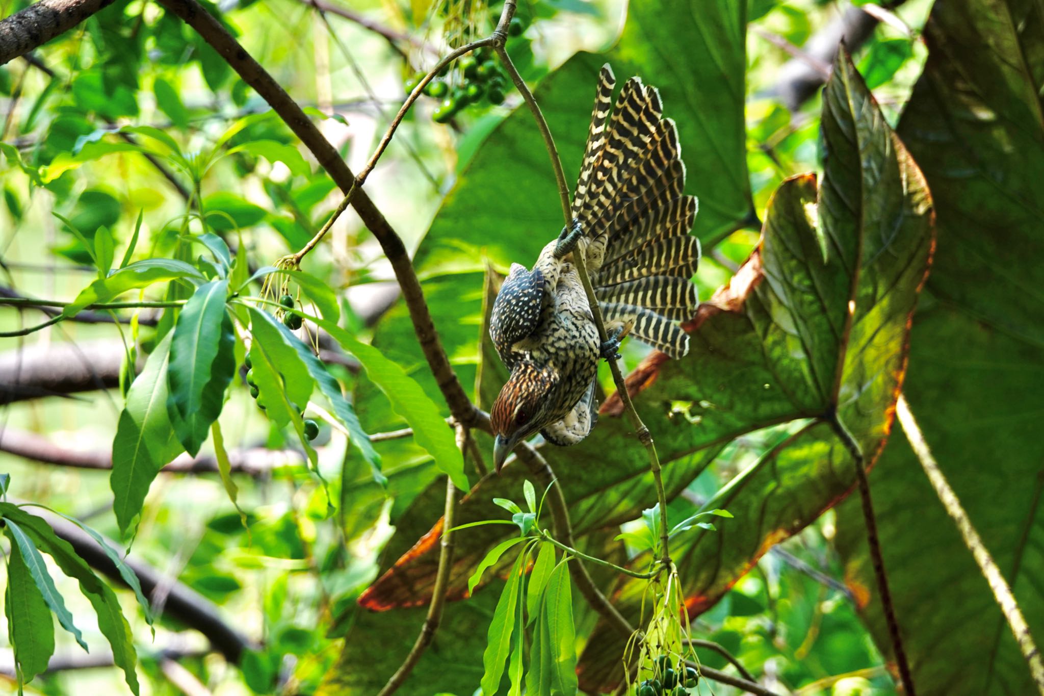 Asian Koel