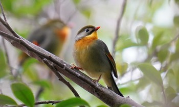 ソウシチョウ 東京都多摩地域 2020年1月26日(日)