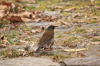 Pale Thrush Arima Fuji Park Sat, 1/25/2020