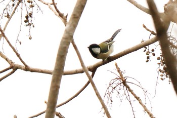 Japanese Tit Arima Fuji Park Sat, 1/25/2020