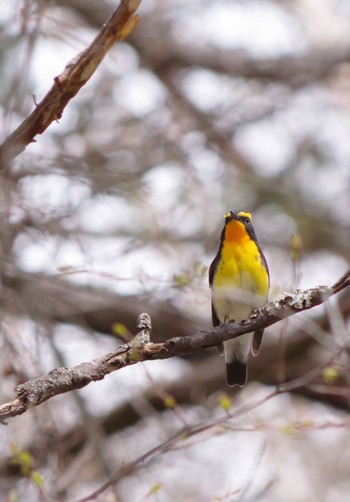 Narcissus Flycatcher 清里 Wed, 5/1/2019