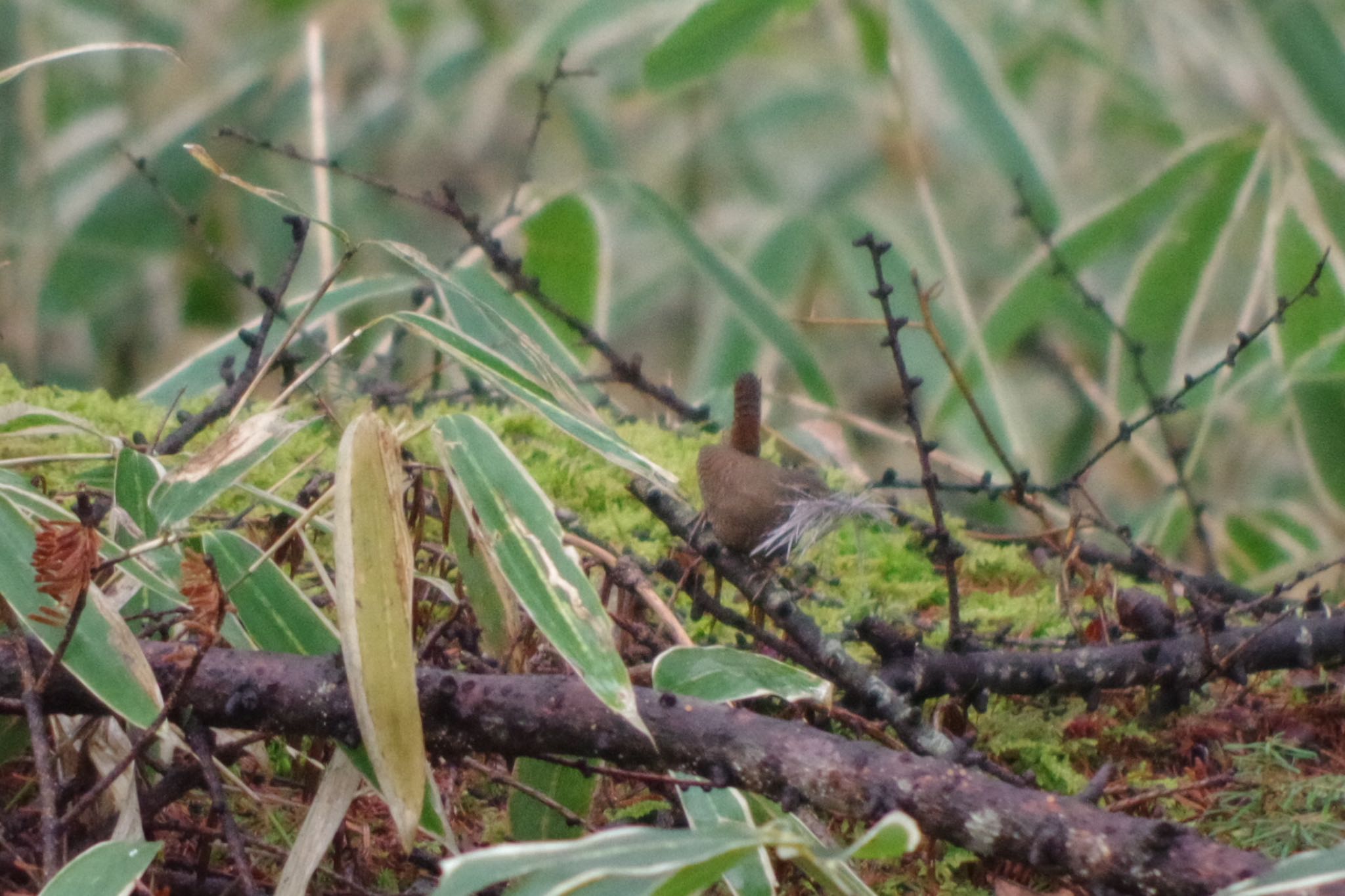 Photo of Eurasian Wren at 清里 by ハチワレ