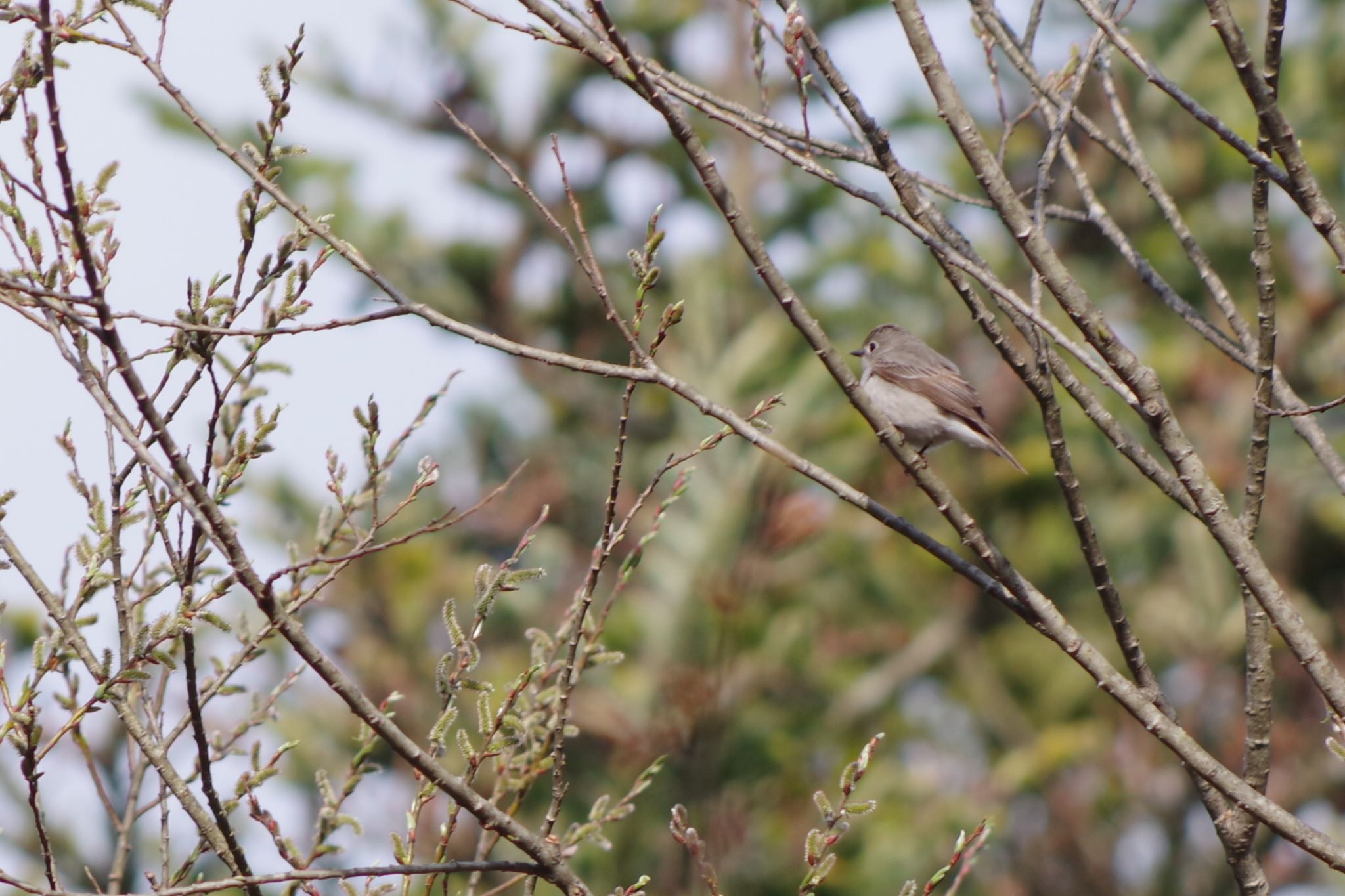 Photo of Asian Brown Flycatcher at 清里 by ハチワレ