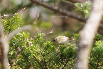 Thu, 5/2/2019 Birding report at 清里