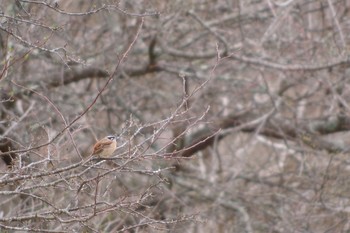 Wed, 5/1/2019 Birding report at 清里