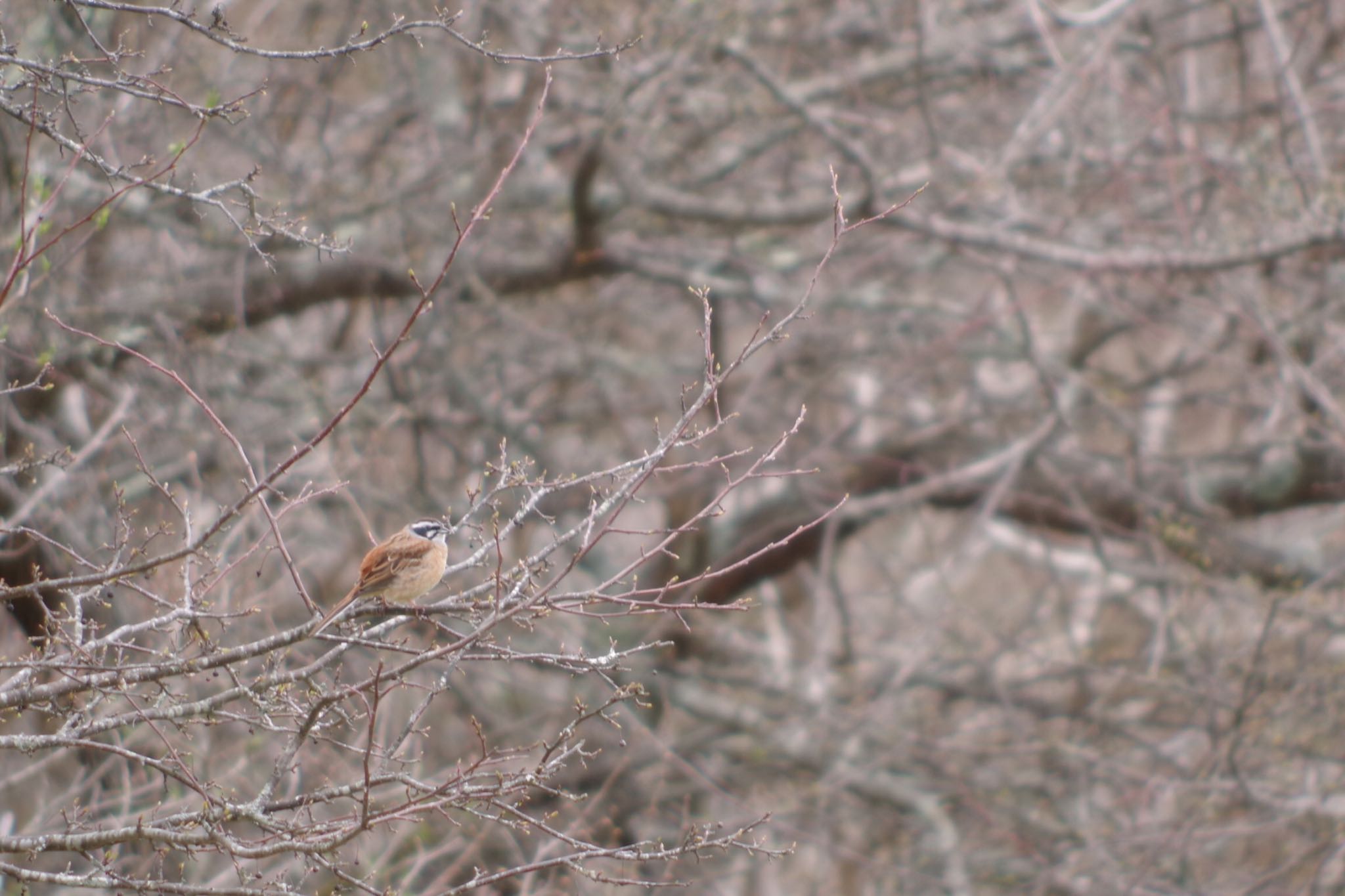 Photo of Meadow Bunting at 清里 by ハチワレ