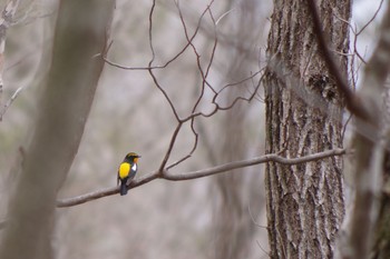 Narcissus Flycatcher 清里 Wed, 5/1/2019