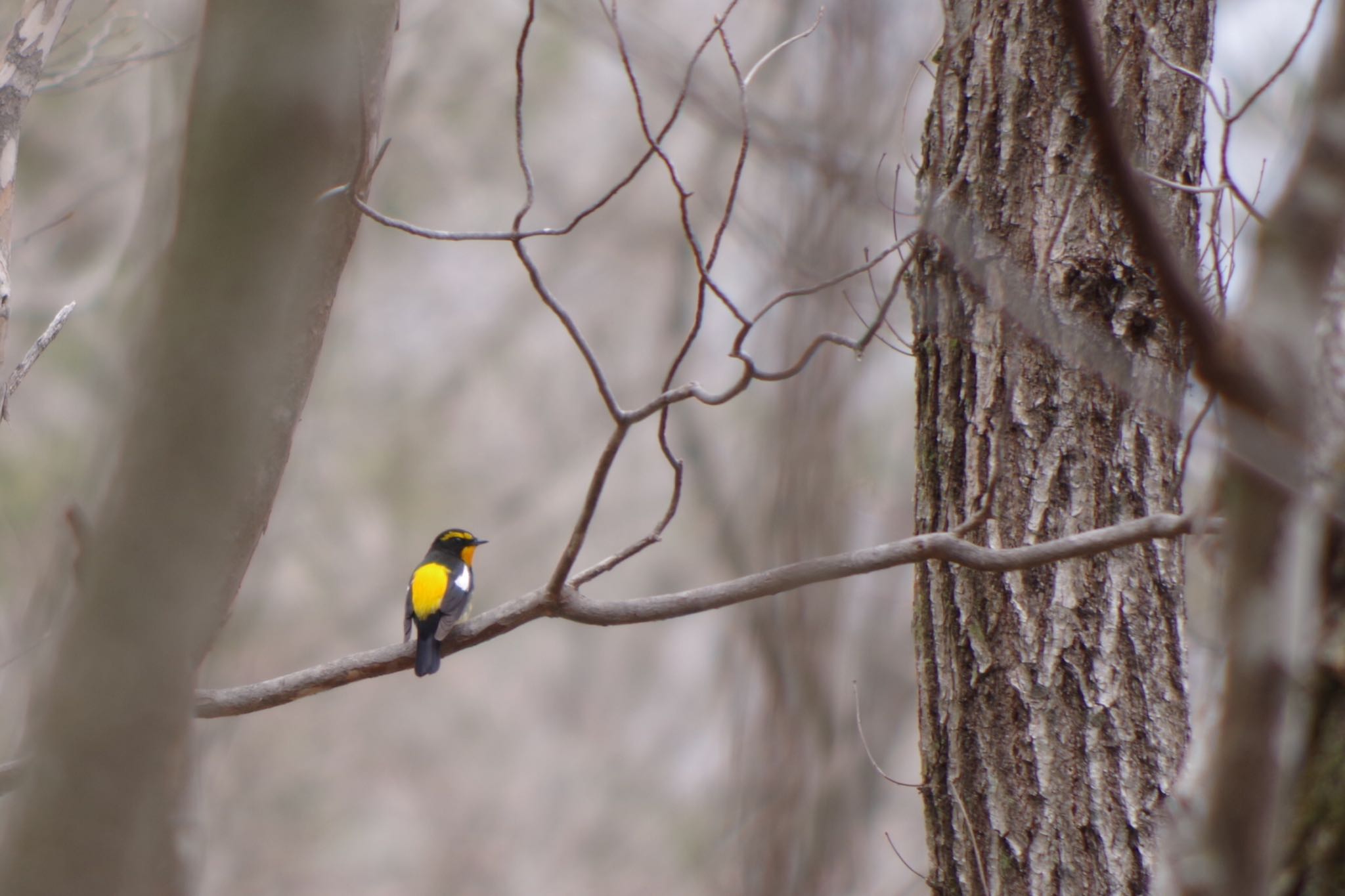 Photo of Narcissus Flycatcher at 清里 by ハチワレ