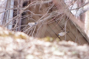 Japanese Grosbeak 清里 Thu, 5/2/2019