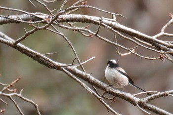 2020年1月24日(金) 神代植物公園の野鳥観察記録