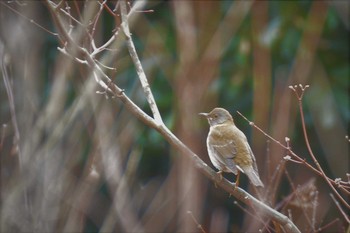 Sat, 1/25/2020 Birding report at 神代植物公園