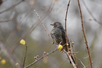 ヒヨドリ 神代植物公園 2020年1月24日(金)