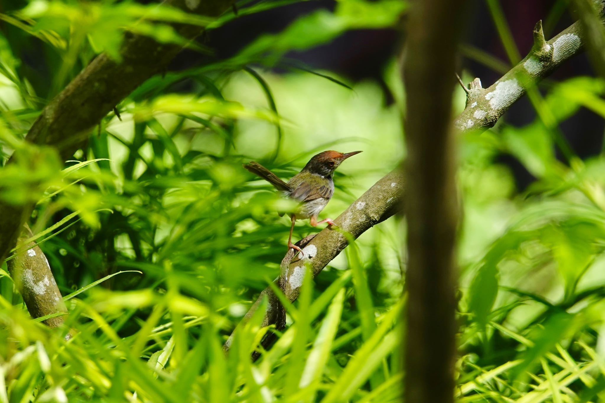 Photo of Ashy Tailorbird at Gardens by the Bay (Singapore) by のどか