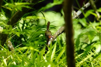 Ashy Tailorbird Gardens by the Bay (Singapore) Sun, 12/1/2019