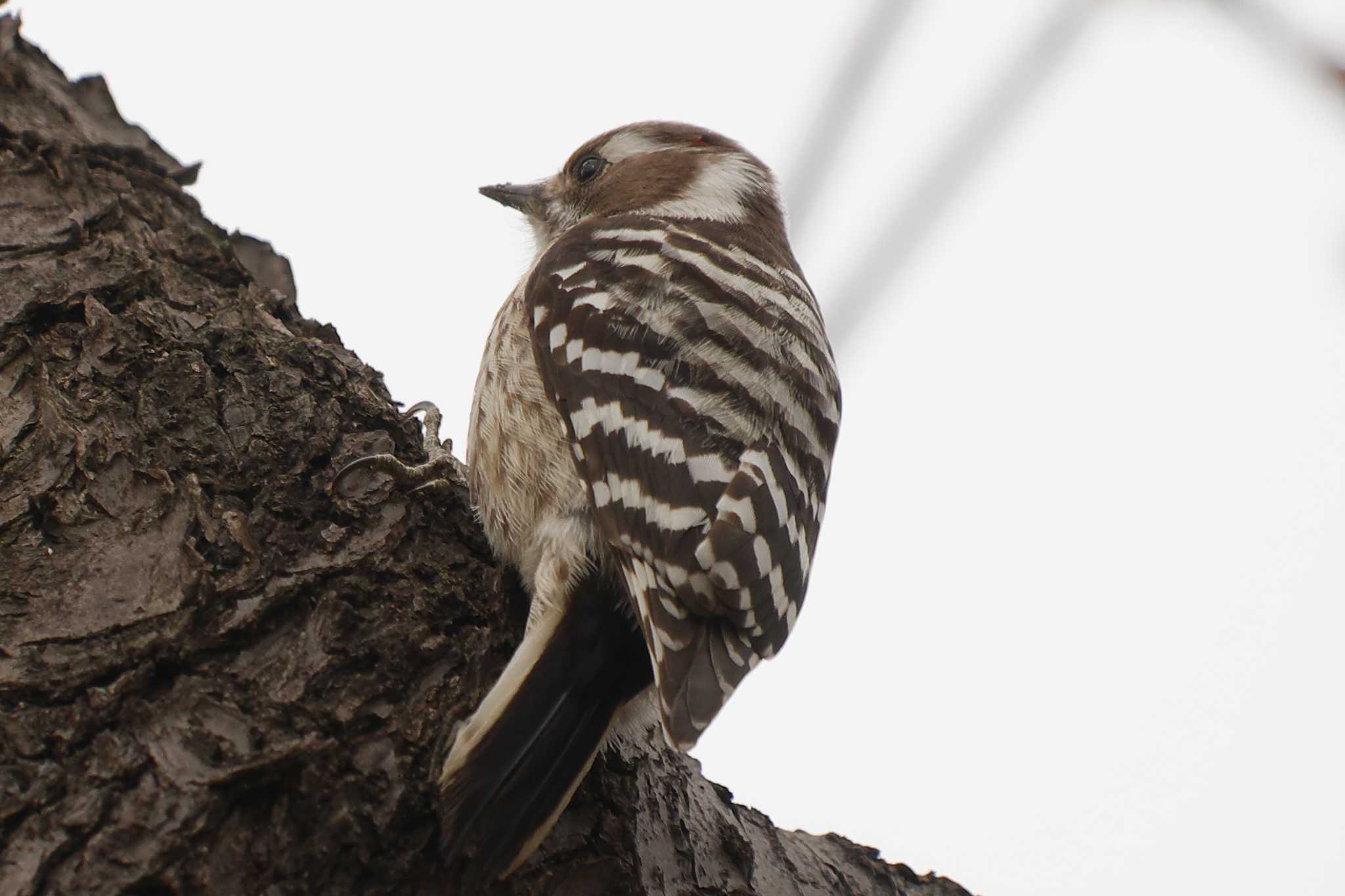 Photo of Japanese Pygmy Woodpecker at 羽根木公園 by Shinichi.JPN