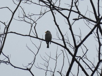 Japanese Grosbeak Mt. Takao Sun, 1/26/2020