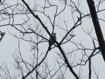 Japanese Grosbeak Mt. Takao Sun, 1/26/2020