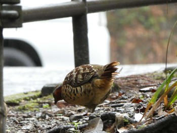 Chinese Bamboo Partridge Mt. Takao Sun, 1/26/2020