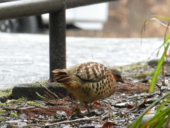 Chinese Bamboo Partridge Mt. Takao Sun, 1/26/2020