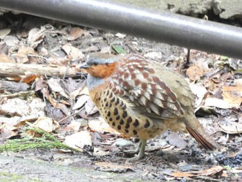 Chinese Bamboo Partridge Mt. Takao Sun, 1/26/2020