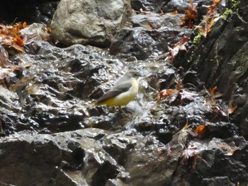 Grey Wagtail Mt. Takao Sun, 1/26/2020