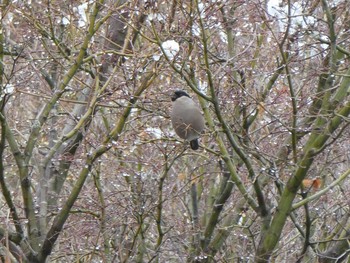 Eurasian Bullfinch Mt. Takao Sun, 1/26/2020