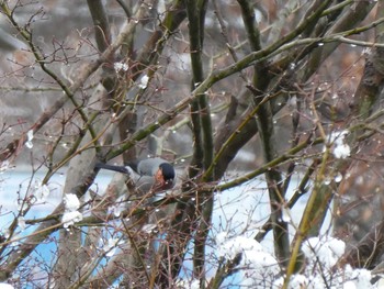 Eurasian Bullfinch Mt. Takao Sun, 1/26/2020