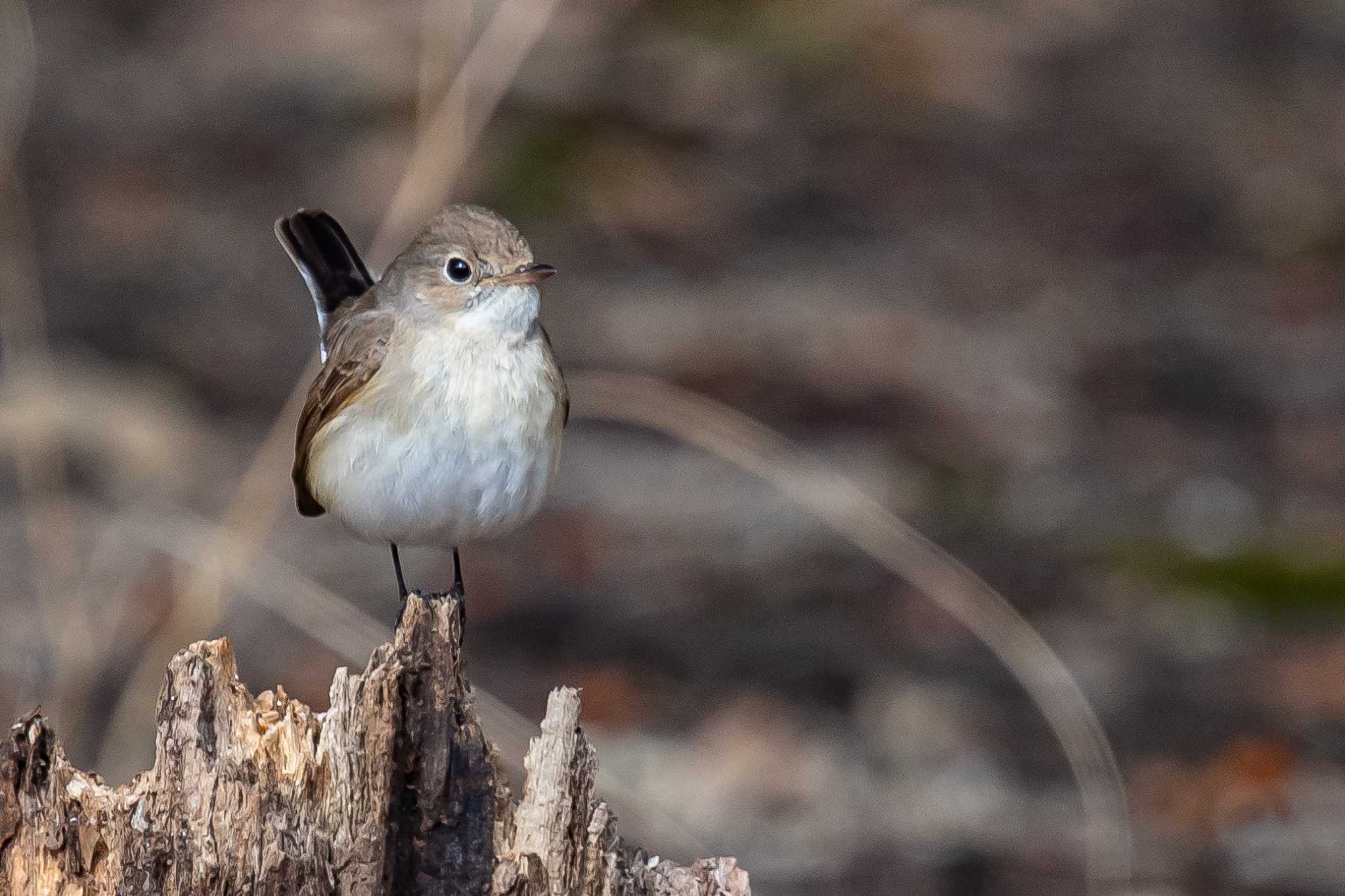 Photo of Red-breasted Flycatcher at 明石市 by ときのたまお