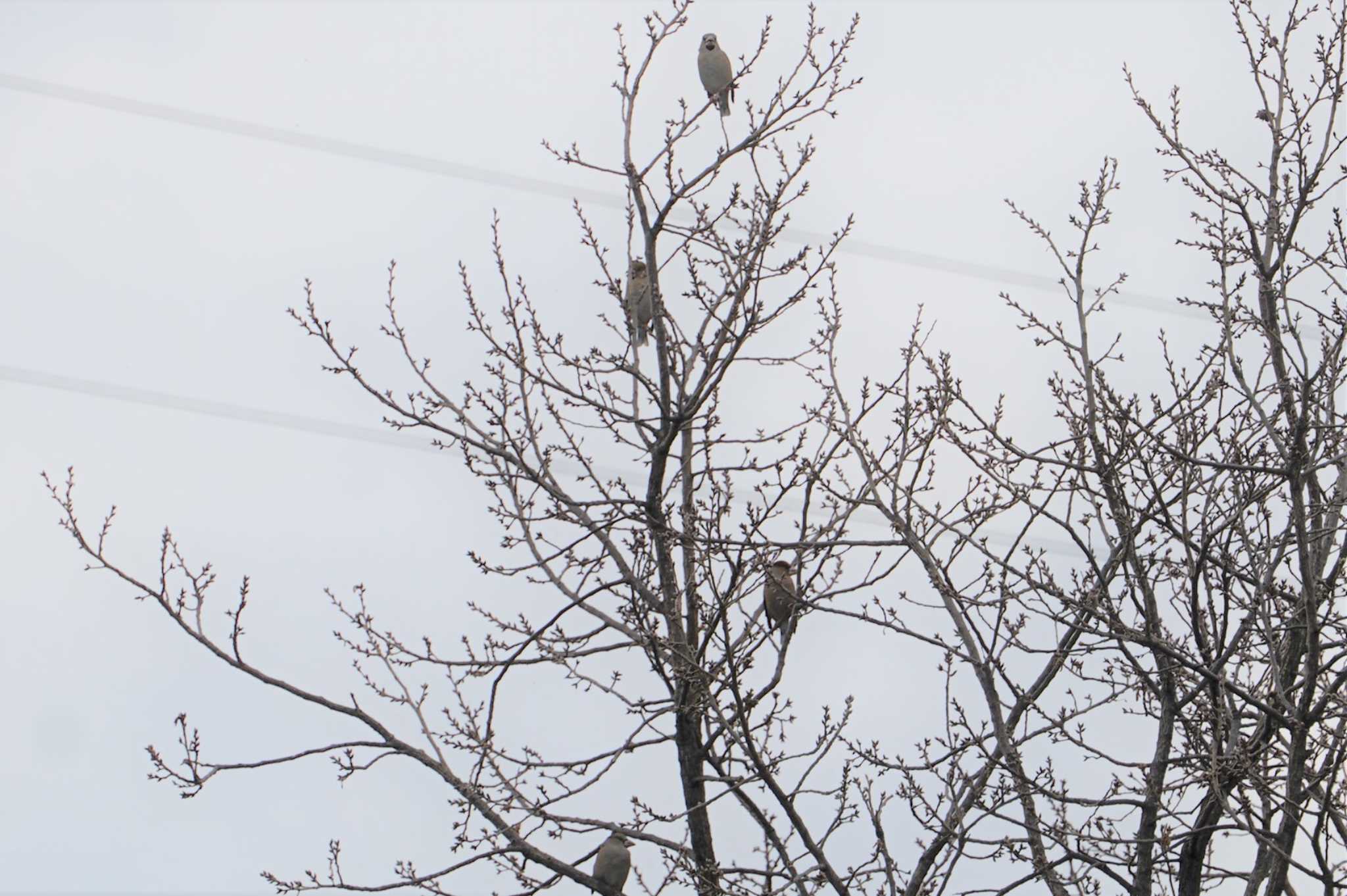 Hawfinch