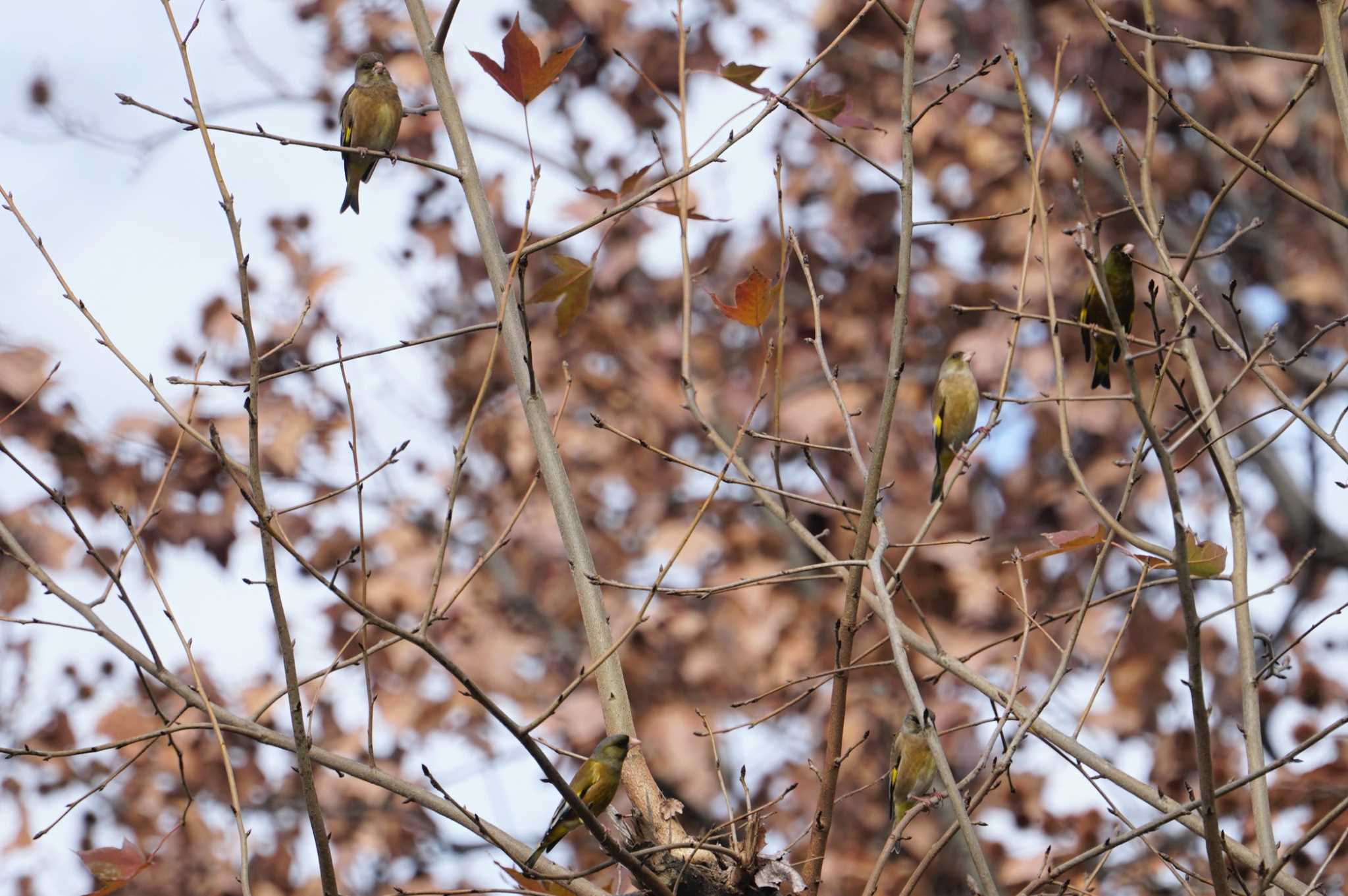 Grey-capped Greenfinch