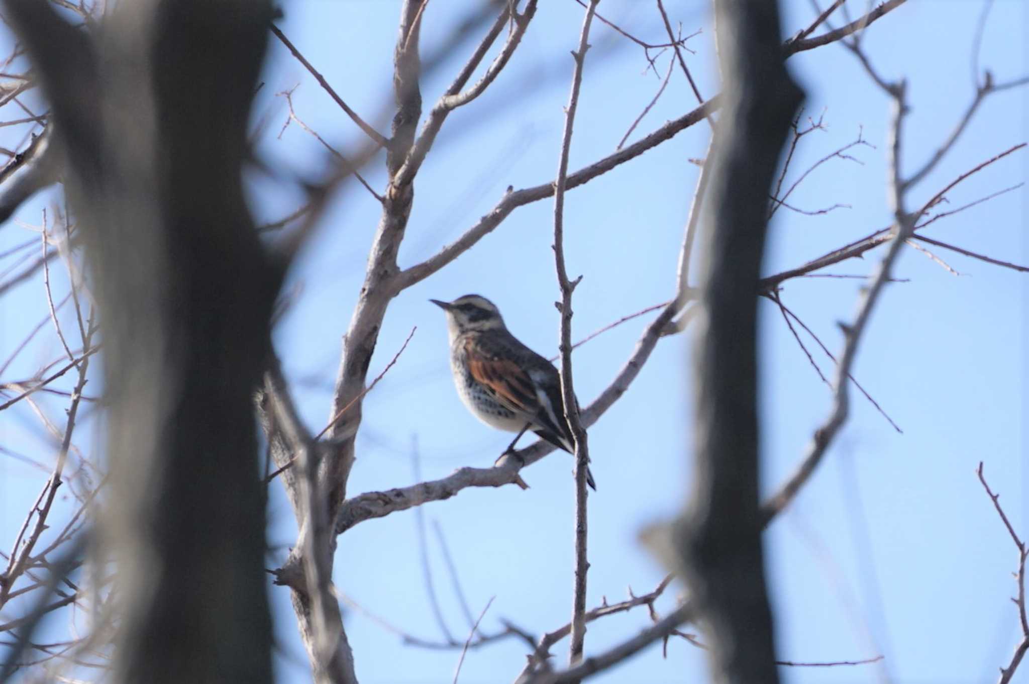 Dusky Thrush