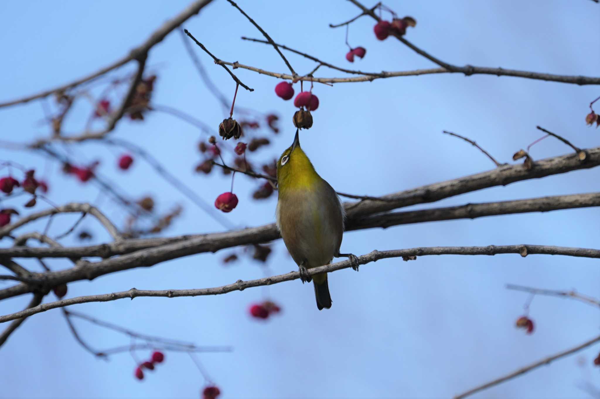 Warbling White-eye