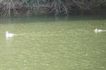 2020年1月26日(日) 百舌鳥の野鳥観察記録