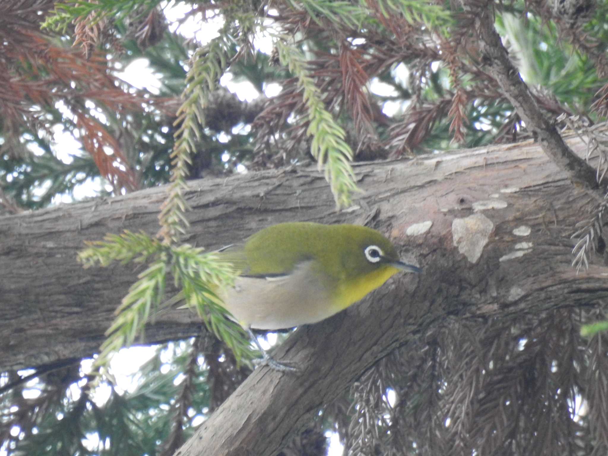 Warbling White-eye