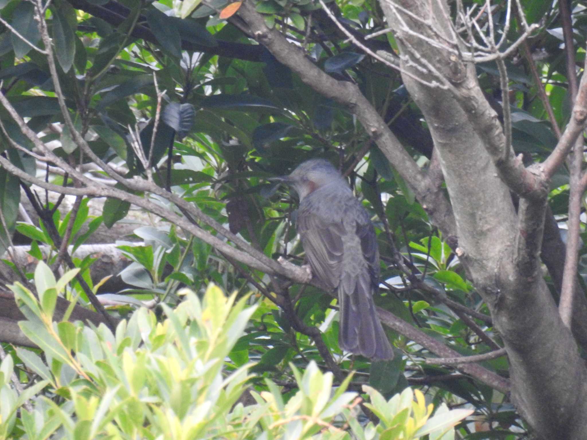 Brown-eared Bulbul